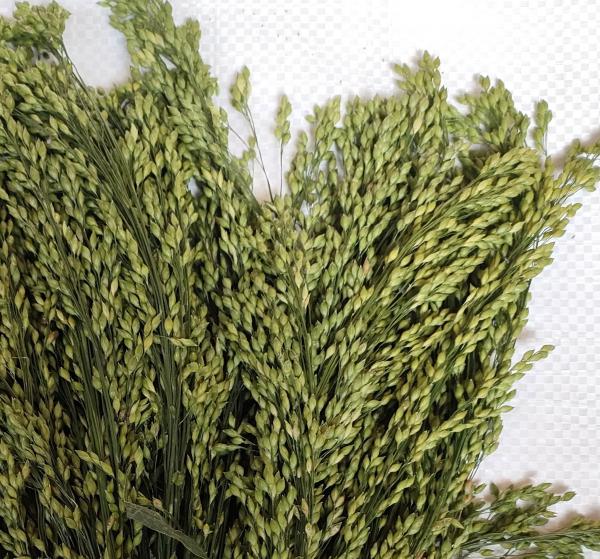 Grüne Rispenhirse halbreif 0,5 kg VORBESTELLUNG